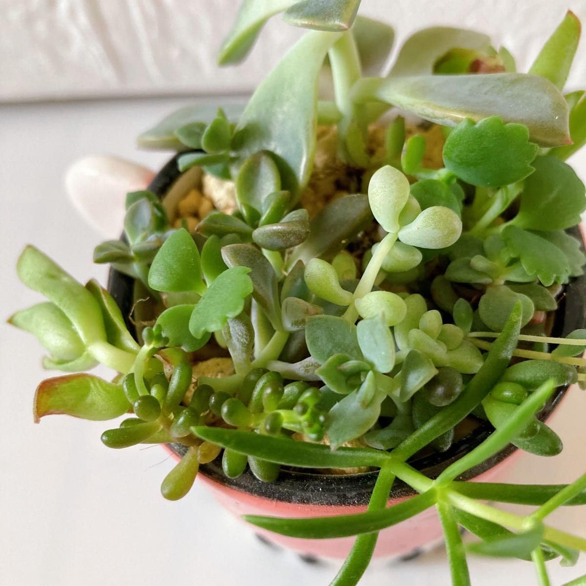 多肉植物 カット苗 モリモリ 18 多肉植物 カット苗 モリモリ 18